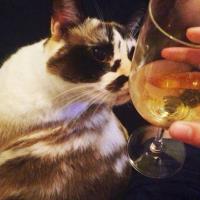 reviewer Cider_Cat